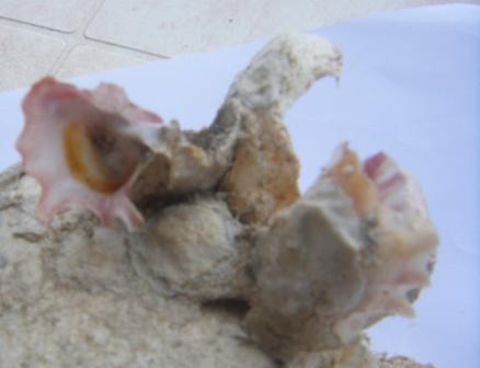 Ostrea edulis con Sphaeronassa mutabilis